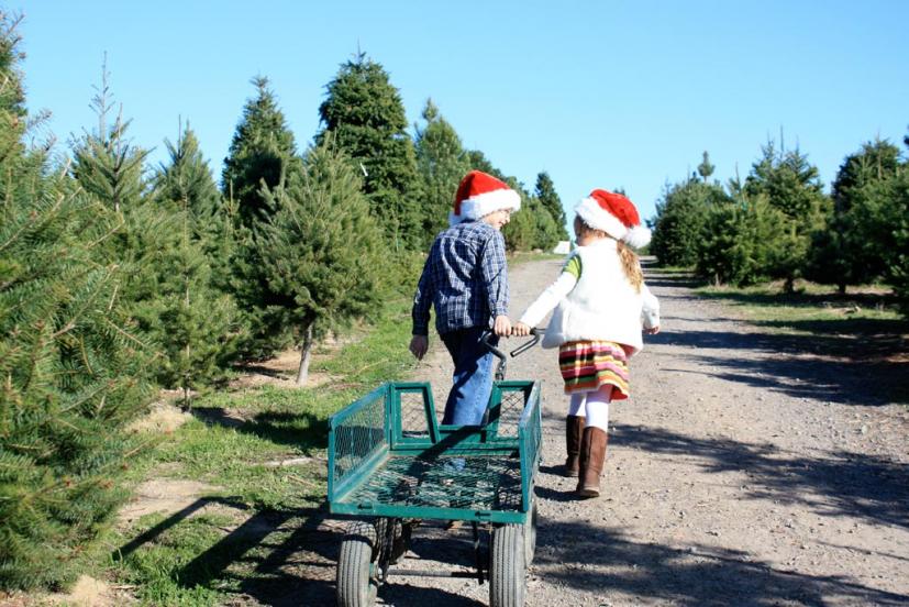 The Best Guide to Marin and Sonoma Christmas Tree Farms and Lots